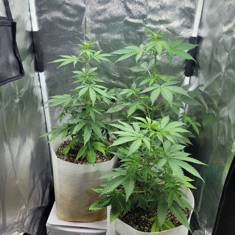 Critical Haze growlog timeline photo