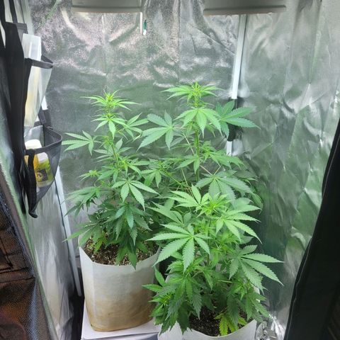 Critical Haze growlog timeline photo