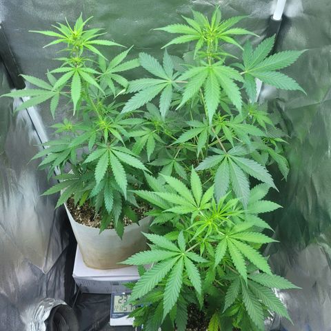 Critical Haze growlog timeline photo
