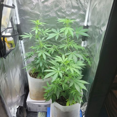 Critical Haze growlog timeline photo
