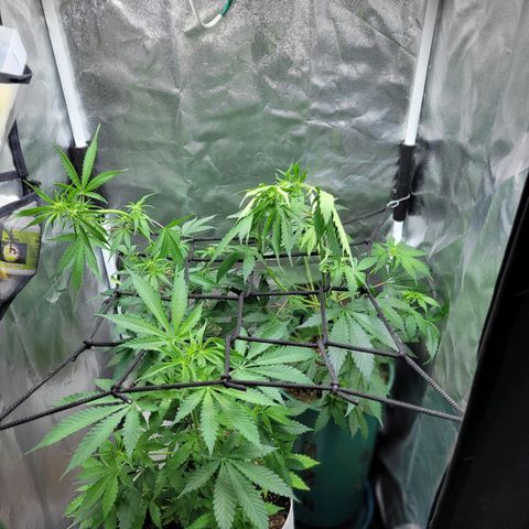 Critical Haze growlog timeline photo
