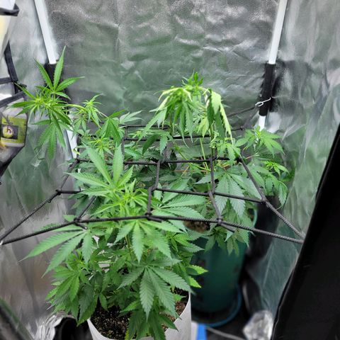 Critical Haze growlog timeline photo