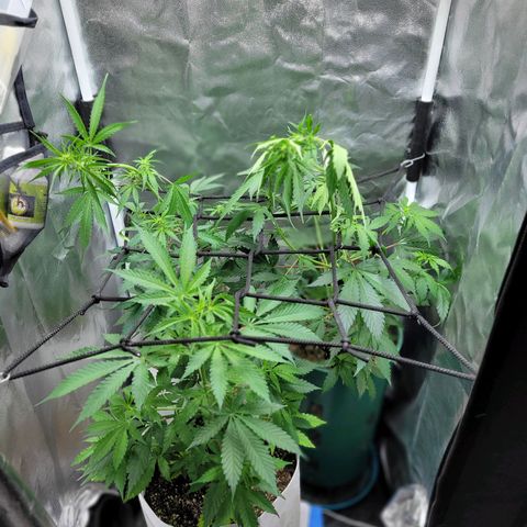 Critical Haze growlog timeline photo