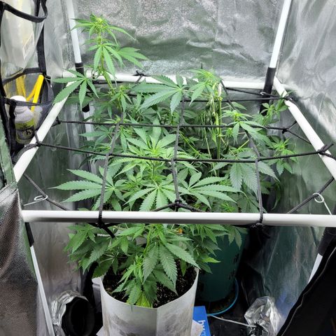 Critical Haze growlog timeline photo