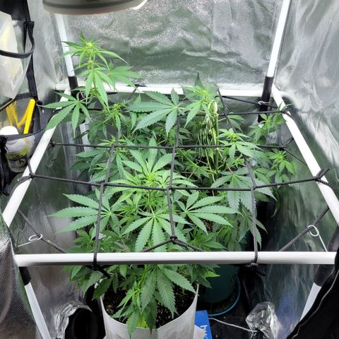 Critical Haze growlog timeline photo