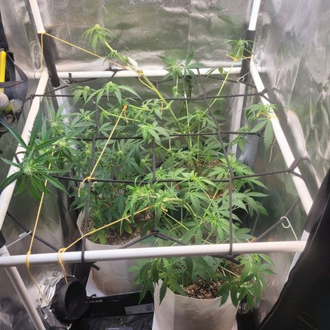 Critical Haze growlog timeline photo