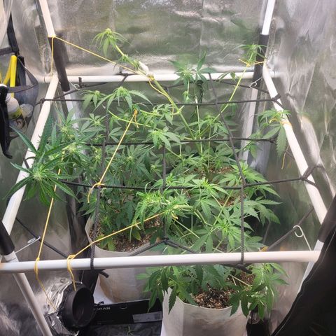 Critical Haze growlog timeline photo