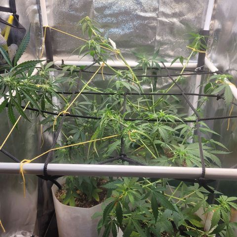 Critical Haze growlog timeline photo