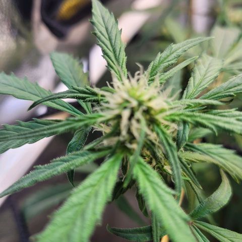 Critical Haze growlog timeline photo