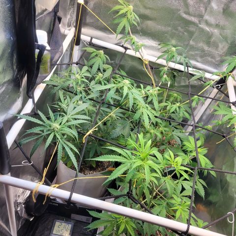 Critical Haze growlog timeline photo