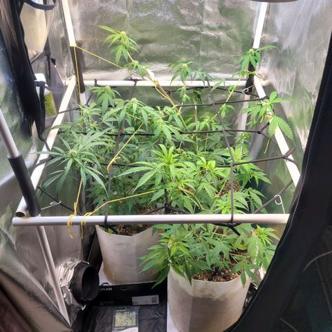 Critical Haze growlog timeline photo