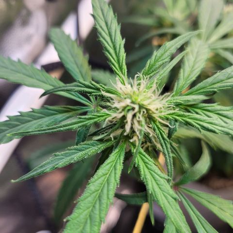 Critical Haze growlog timeline photo