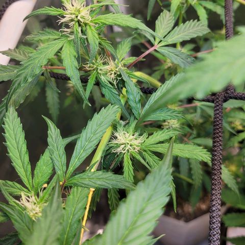 Critical Haze growlog timeline photo