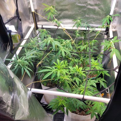 Critical Haze growlog timeline photo