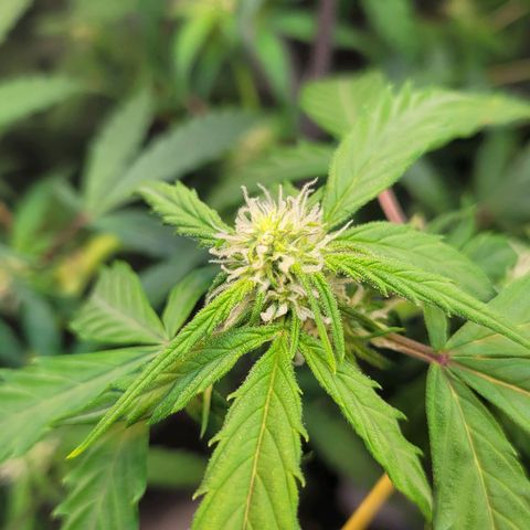 Critical Haze growlog timeline photo