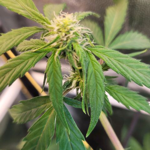Critical Haze growlog timeline photo