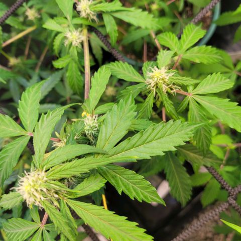 Critical Haze growlog timeline photo