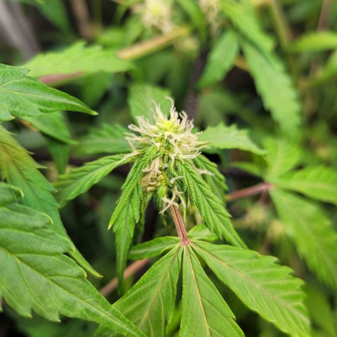 Critical Haze growlog timeline photo