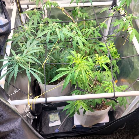 Critical Haze growlog timeline photo