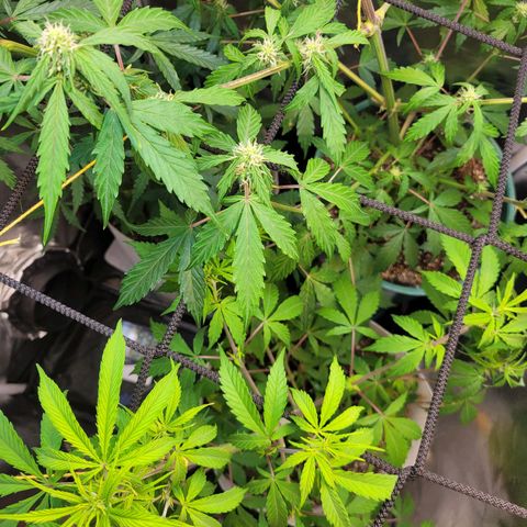 Critical Haze growlog timeline photo