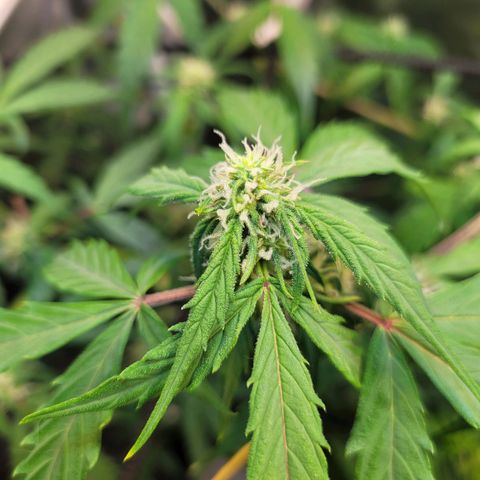Critical Haze growlog timeline photo