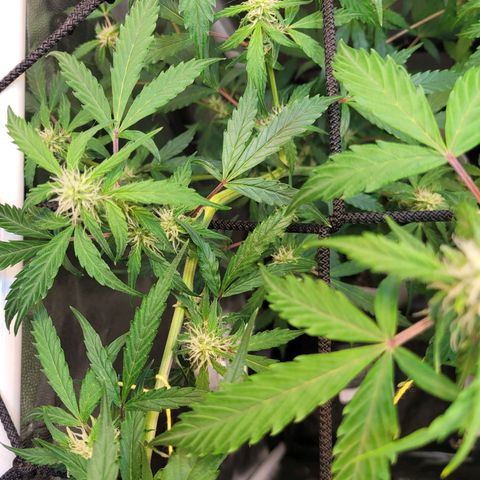 Critical Haze growlog timeline photo
