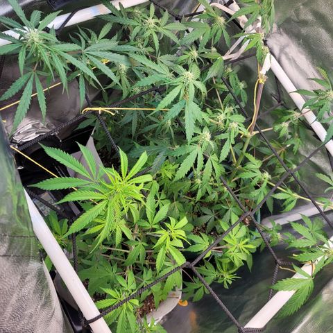 Critical Haze growlog timeline photo