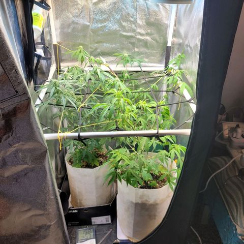 Critical Haze growlog timeline photo
