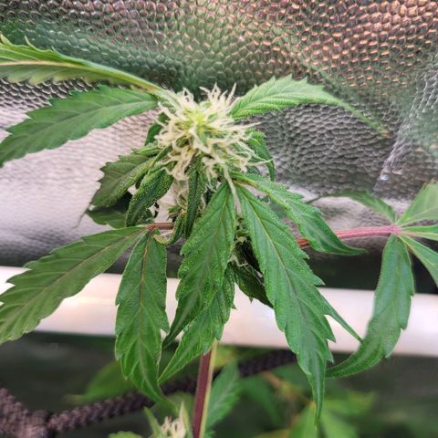 Critical Haze growlog timeline photo