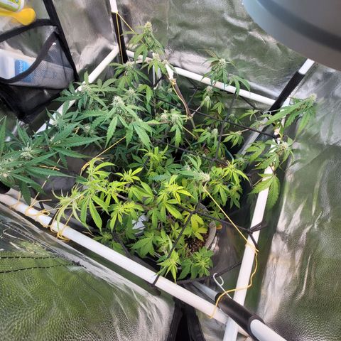 Critical Haze growlog timeline photo