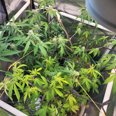 Critical Haze growlog timeline photo