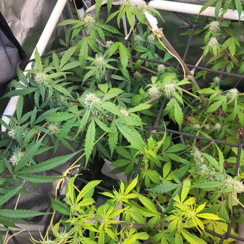 Critical Haze growlog timeline photo