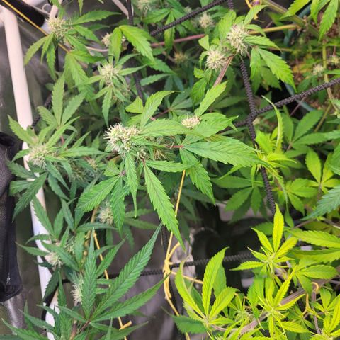 Critical Haze growlog timeline photo