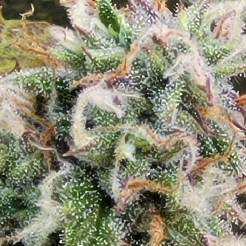 Critical Haze growlog timeline photo