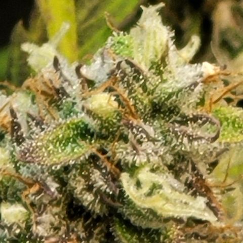 Critical Haze growlog timeline photo