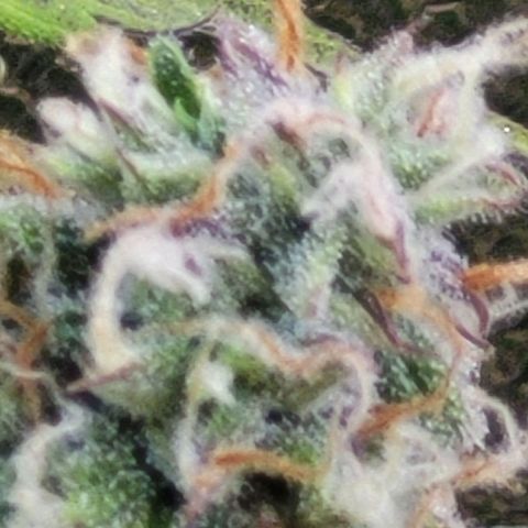 Critical Haze growlog timeline photo
