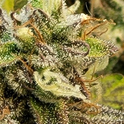 Critical Haze growlog timeline photo