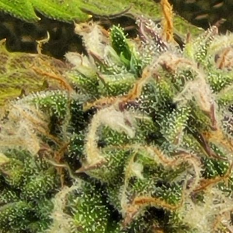 Critical Haze growlog timeline photo