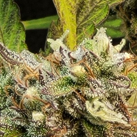 Critical Haze growlog timeline photo