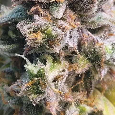 Critical Haze growlog timeline photo