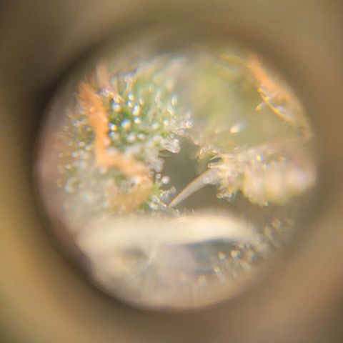 Critical Haze growlog timeline photo