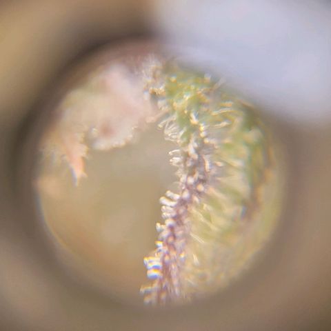 Critical Haze growlog timeline photo