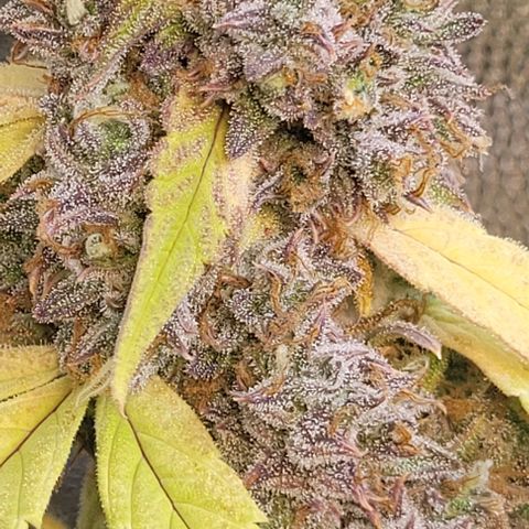 Critical Haze growlog timeline photo
