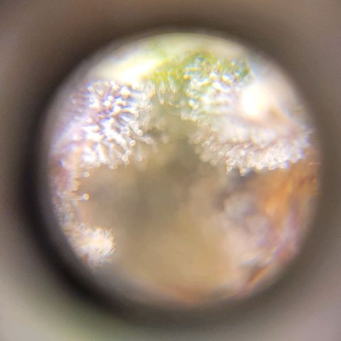 Critical Haze growlog timeline photo
