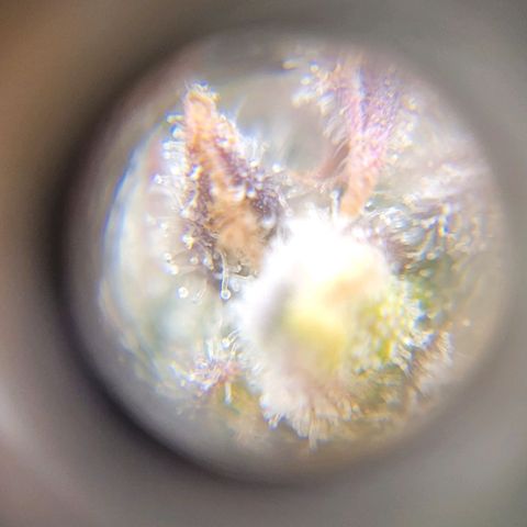 Critical Haze growlog timeline photo