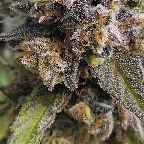 Critical Haze growlog timeline photo