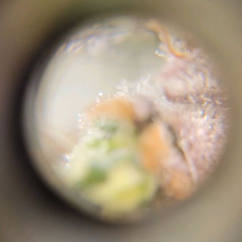 Critical Haze growlog timeline photo