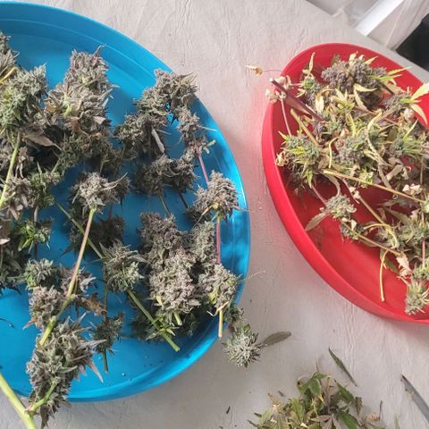 Critical Haze growlog timeline photo