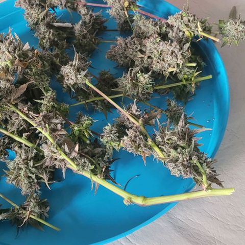 Critical Haze growlog timeline photo