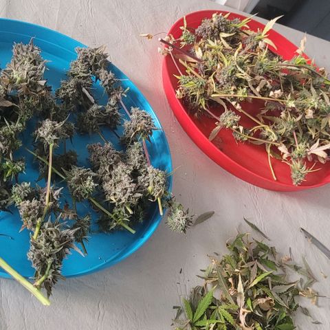 Critical Haze growlog timeline photo